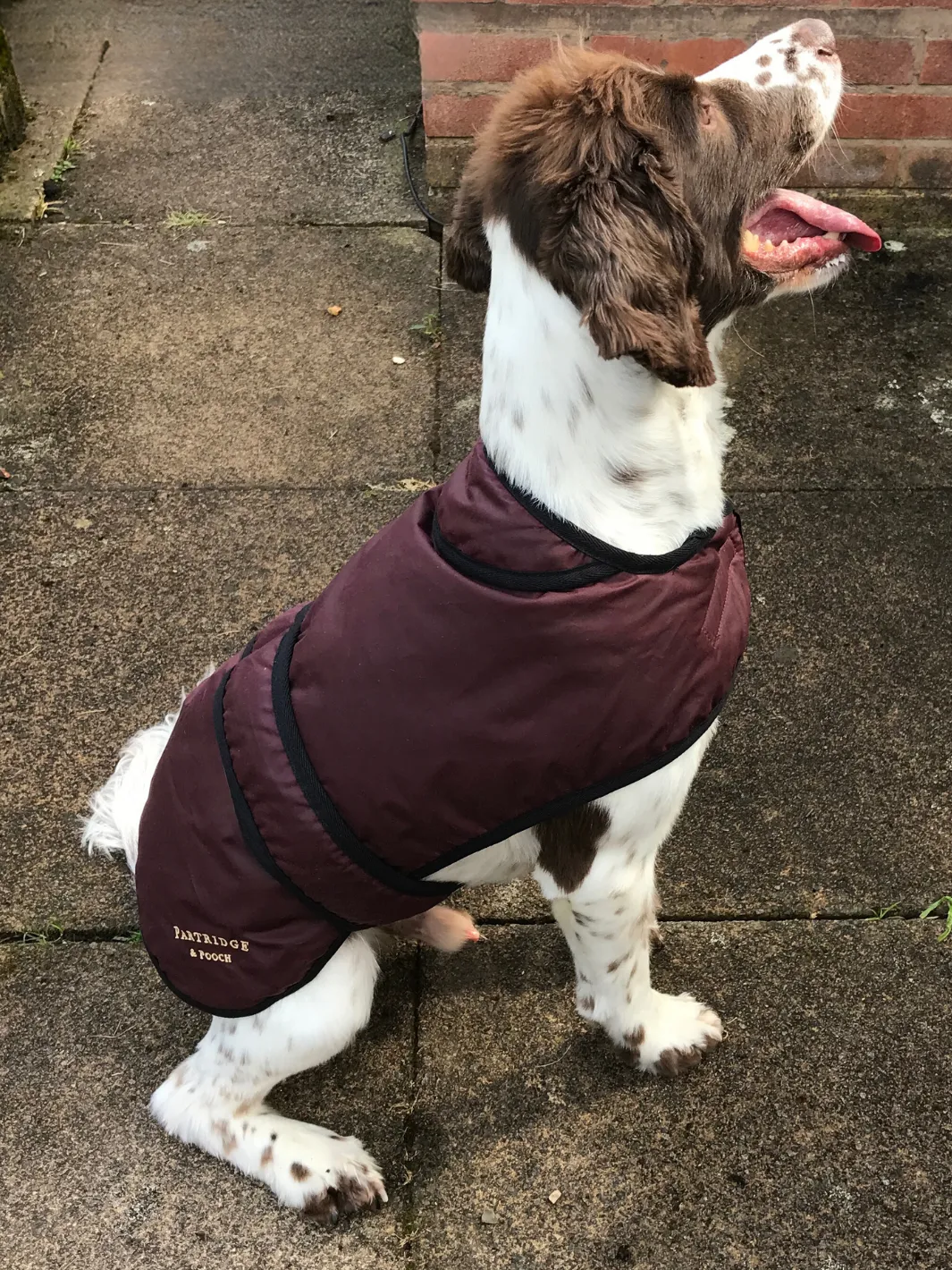 Dog Coat - Burgundy Wax