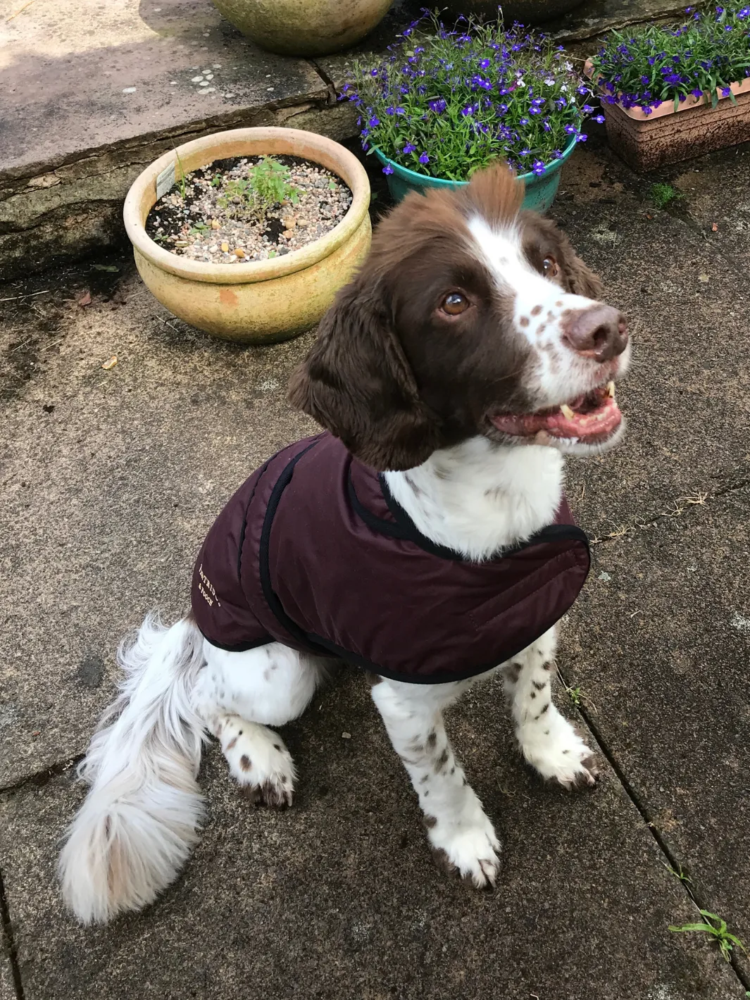 Dog Coat - Burgundy Wax