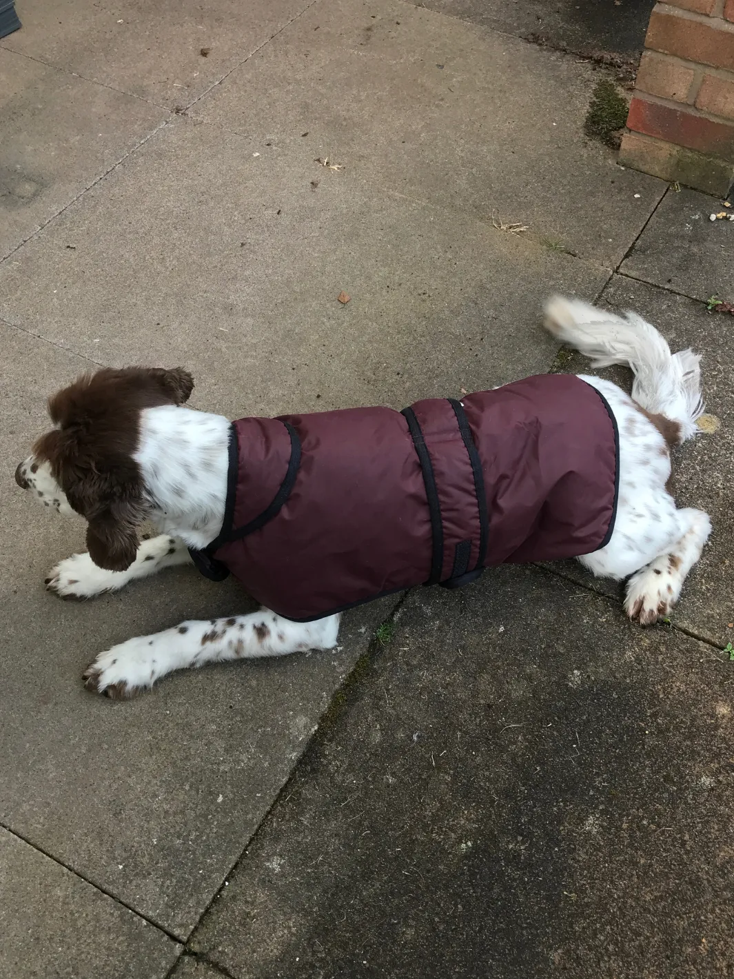 Dog Coat - Burgundy Wax