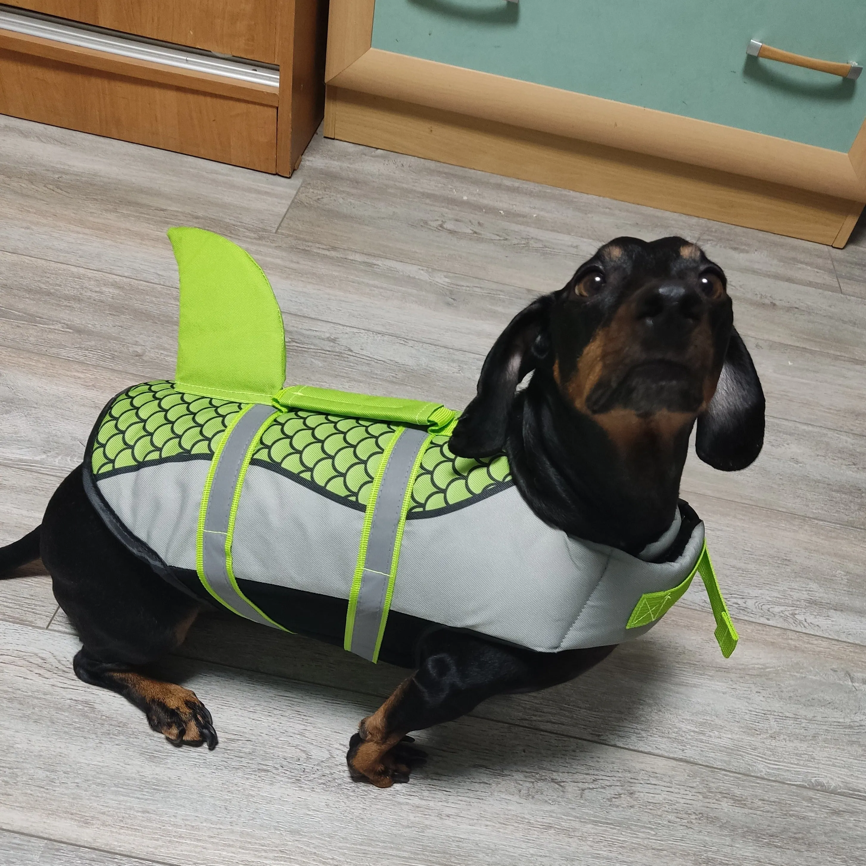 Shark Dachshund Life Jacket