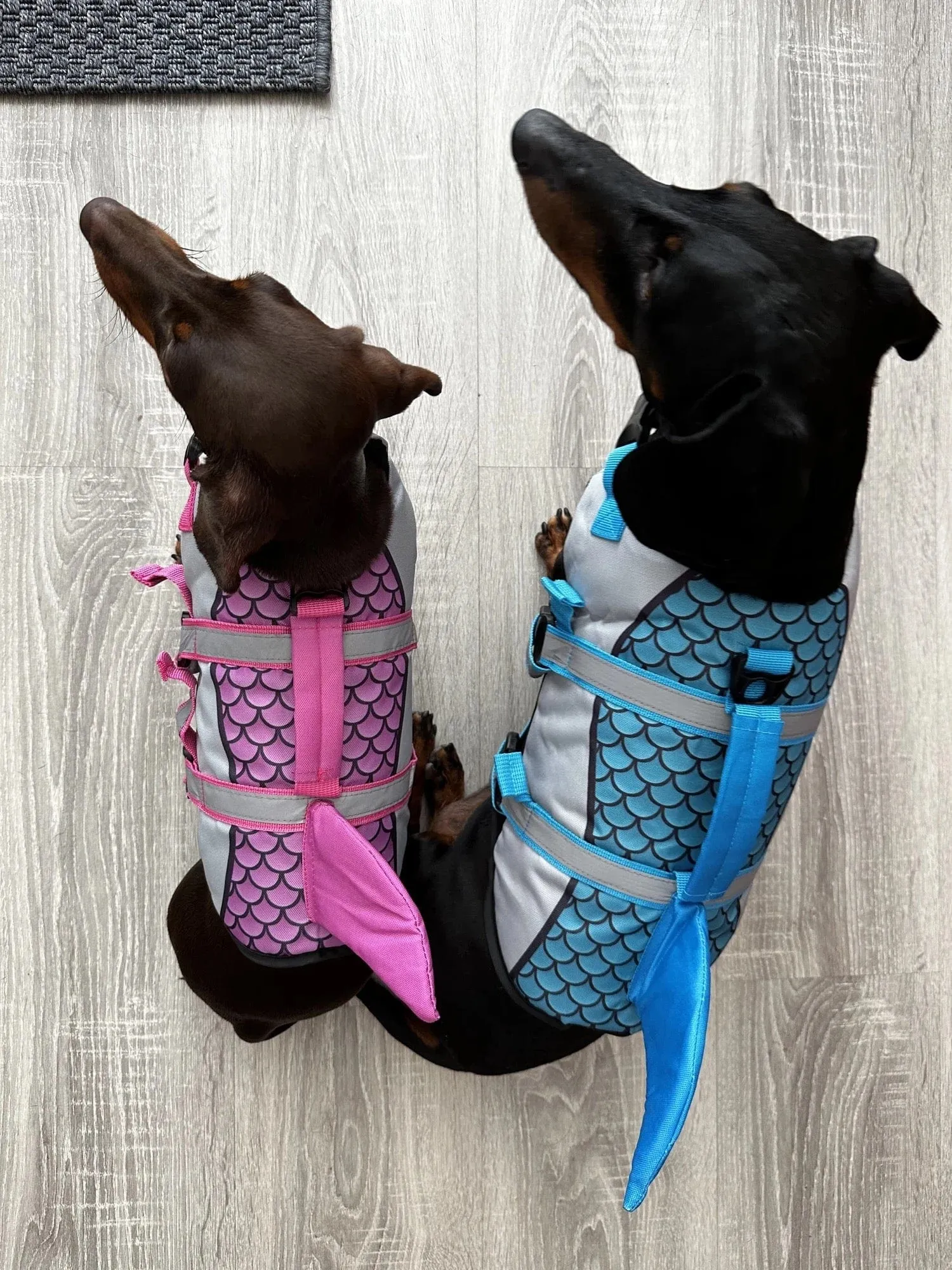 Shark Dachshund Life Jacket