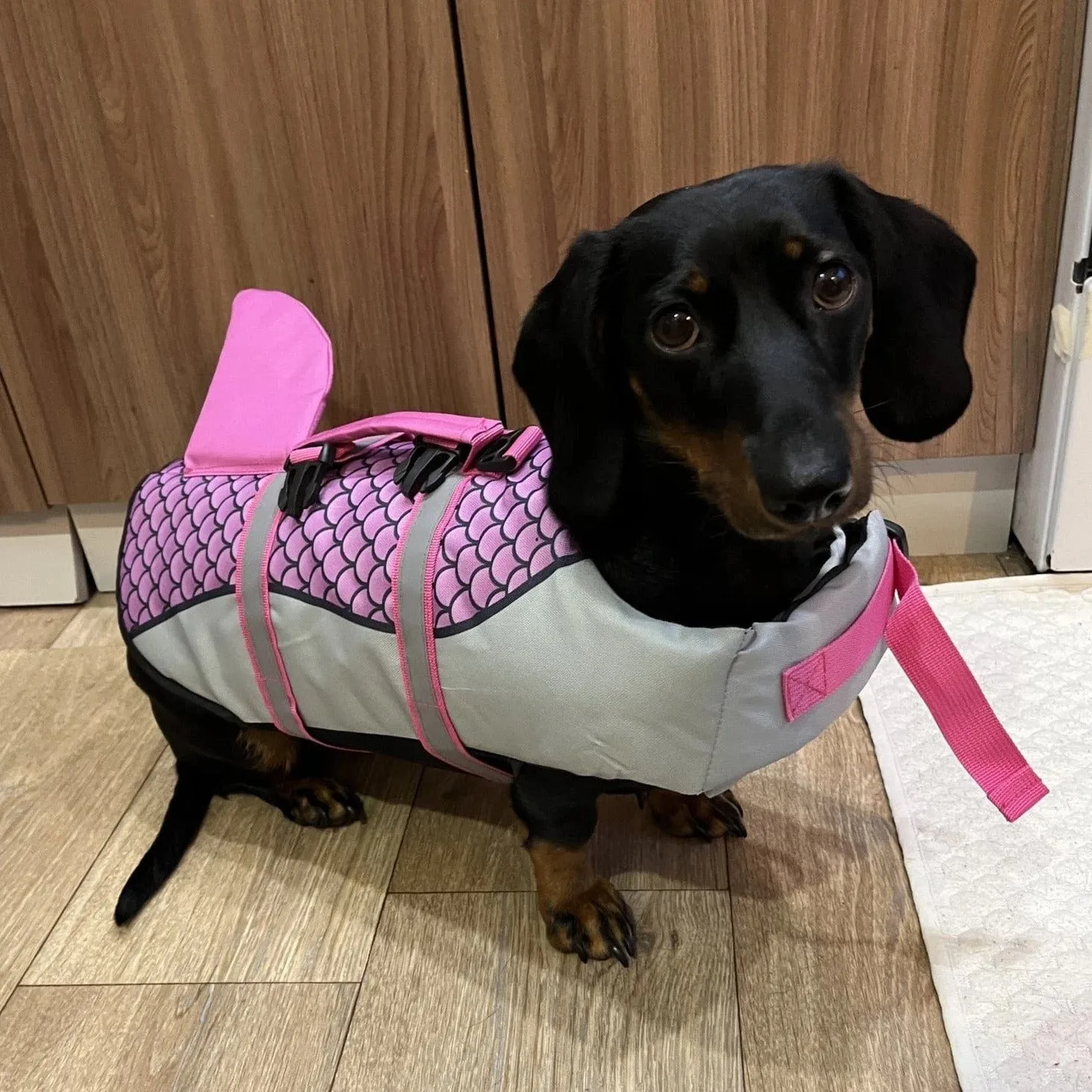 Shark Dachshund Life Jacket